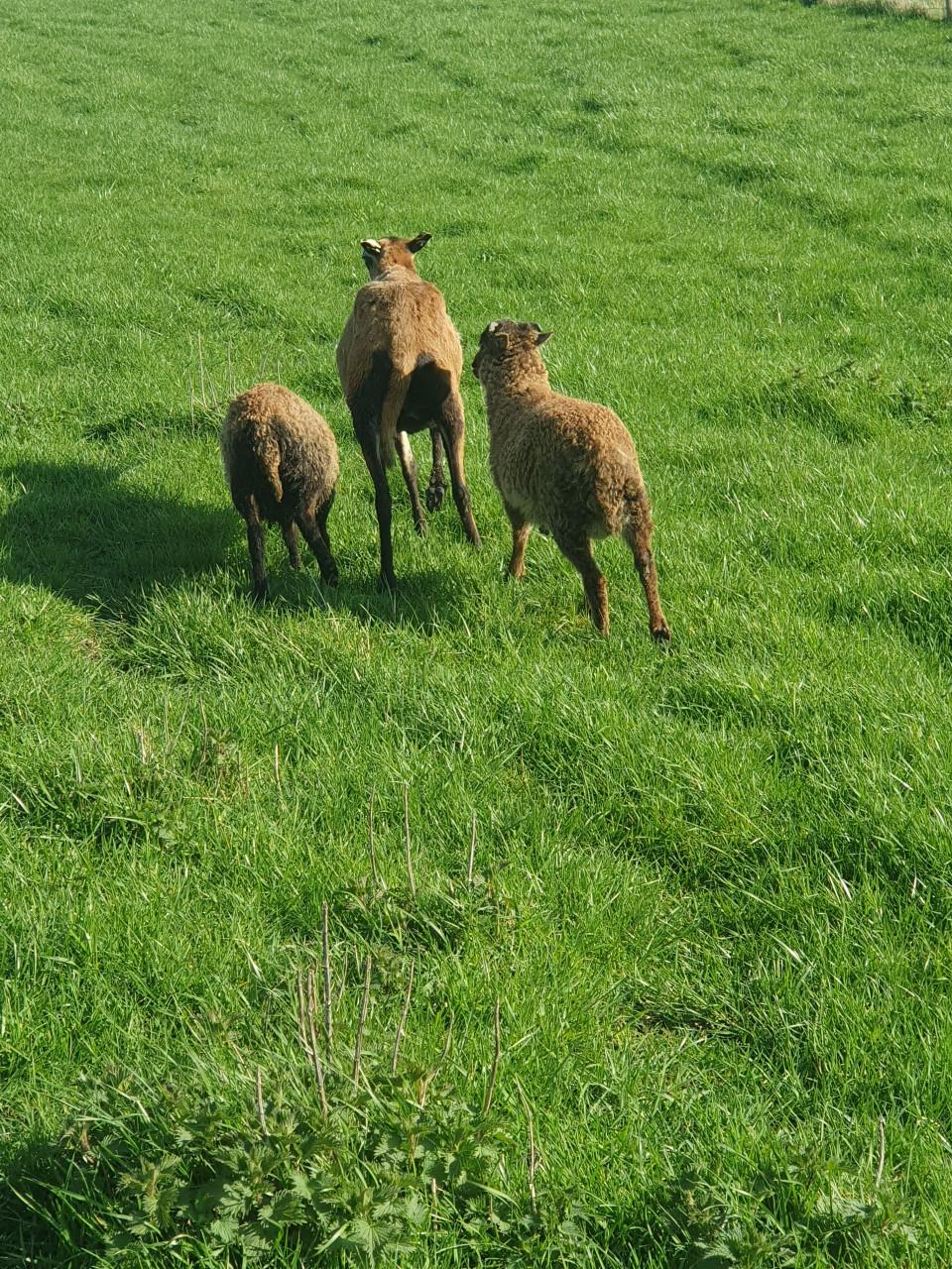 Schapen schaap stel stelletjes ruischaap maasduinen