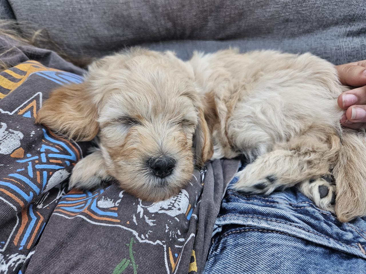 Goldendoodle f1 x Australian Labradoodle pup