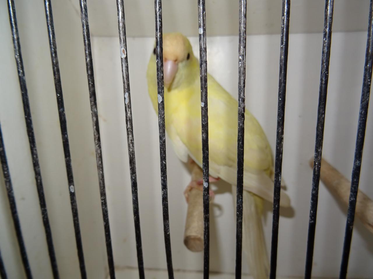 Te koop kakariki man broedrijp  vanillekleur geen wit !