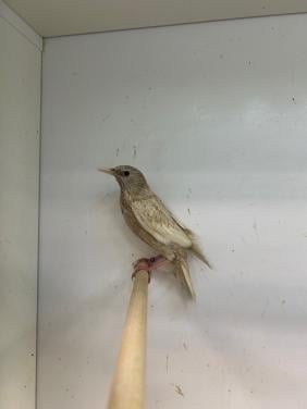 1-0 Europese spreeuw phaeo