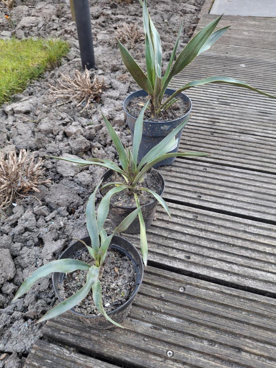Yukka planten