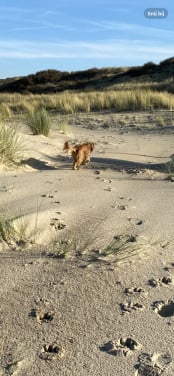 Hond