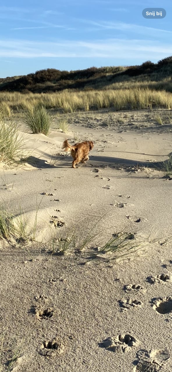 Hond