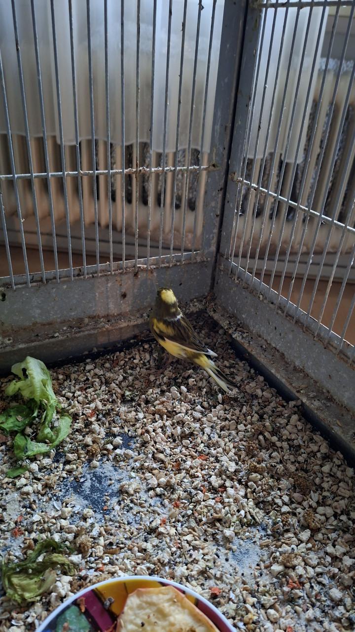 Kanarie pop geel met groen