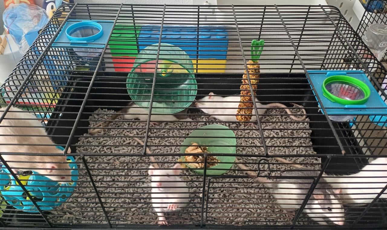 Handtamme ratjes