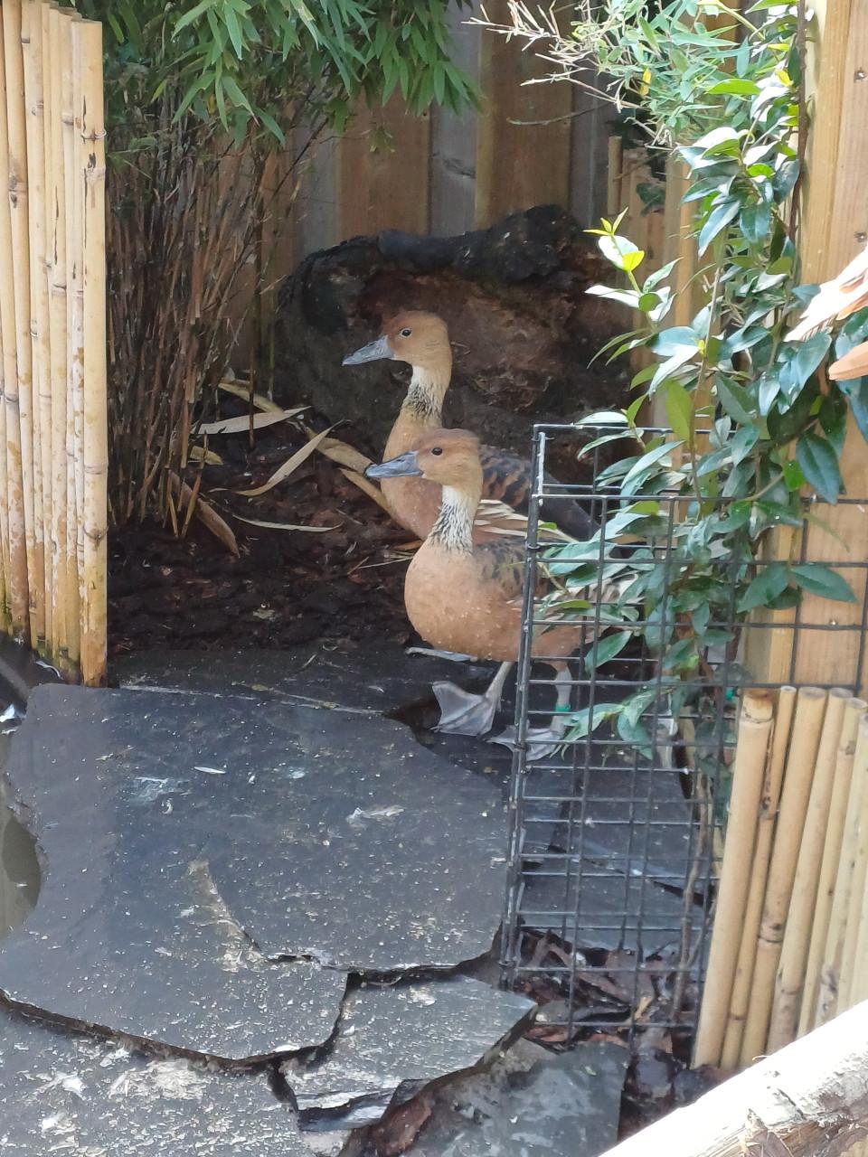Gele Fluiteenden Boomeenden Koppel met 3 jongen.