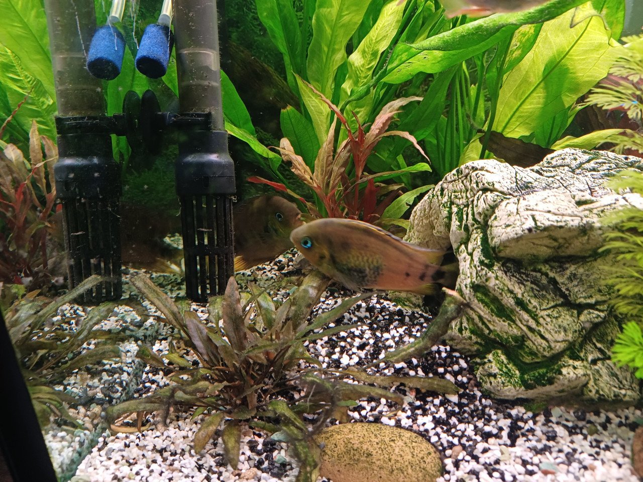Geheel compleet draaiend Aquarium met garantie bonnen