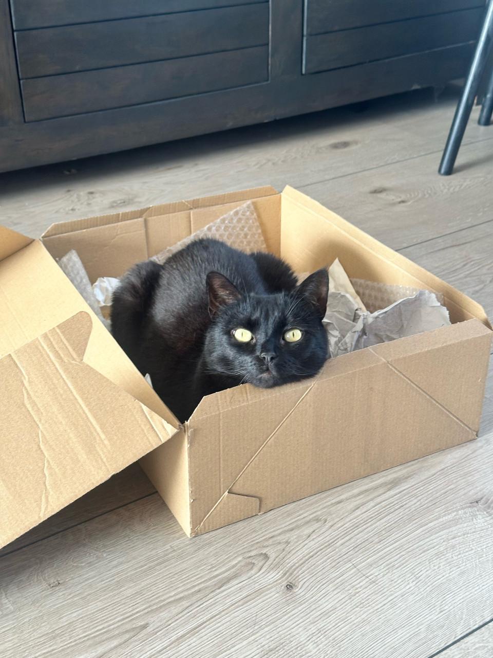 Lieve poes Fancy zoekt een rustig en liefdevol huisje