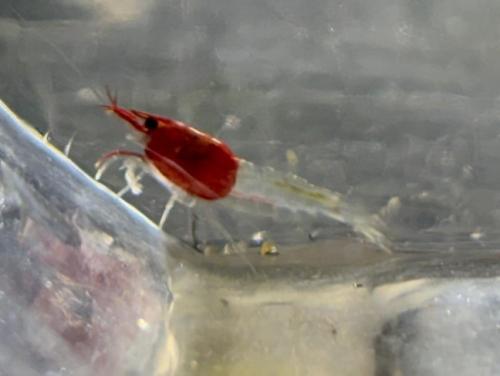 "Roodkapje" garnalen (neocaridina)