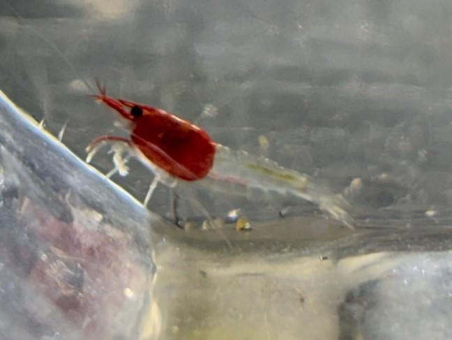 "Roodkapje" garnalen (neocaridina)