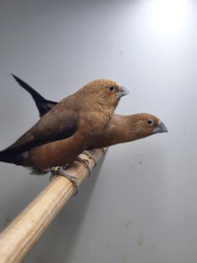 Koppel Zilverbekjes Donkerbuik