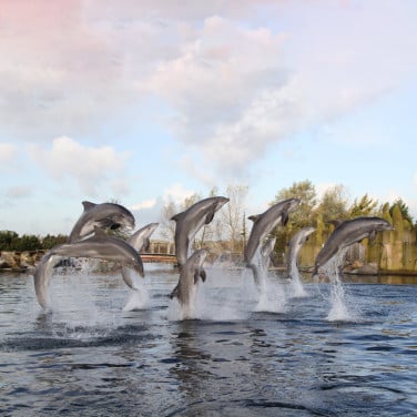 1x ticket dolfinarium