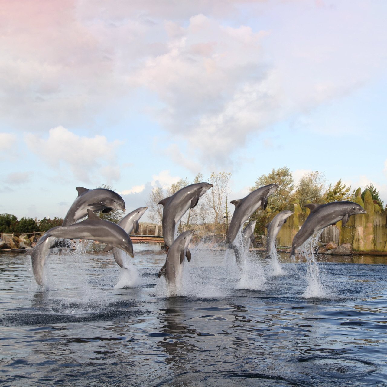 1x ticket dolfinarium
