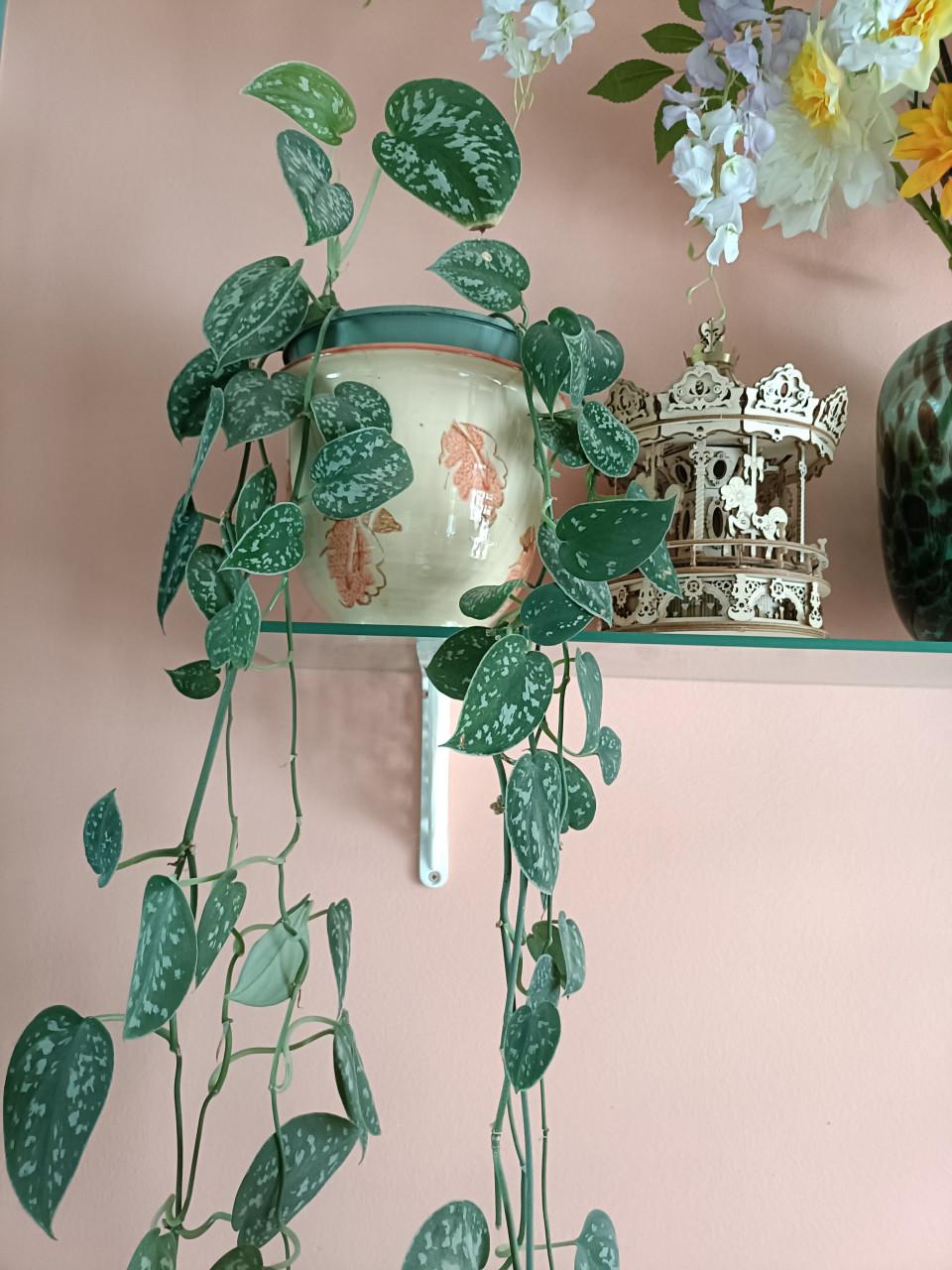 Hangplant