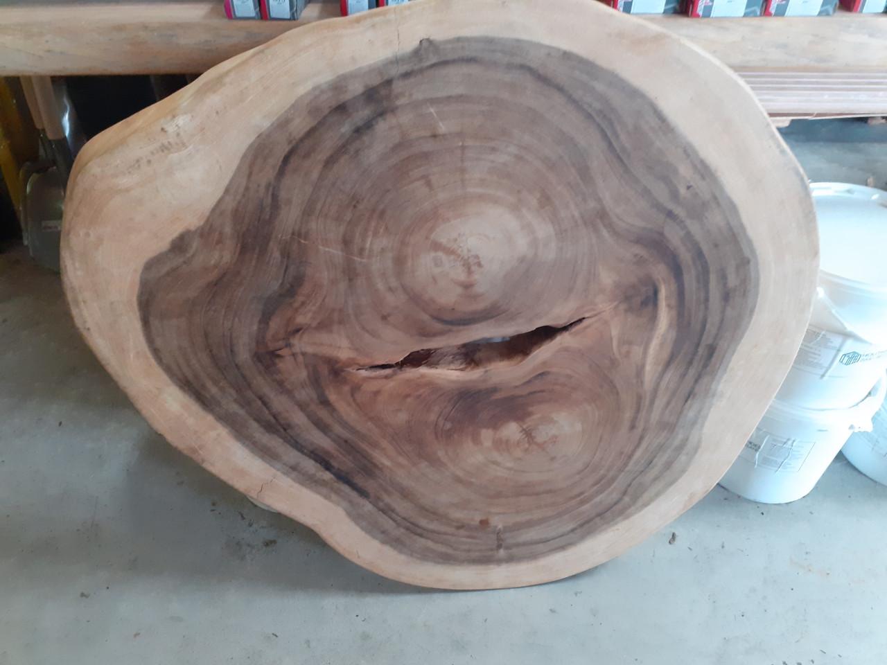 Supermooi suar boomstam blad - ong 90 cm doorsnede, gratis poten