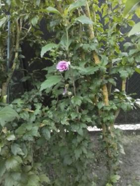Jonge hibiscus struiken.
