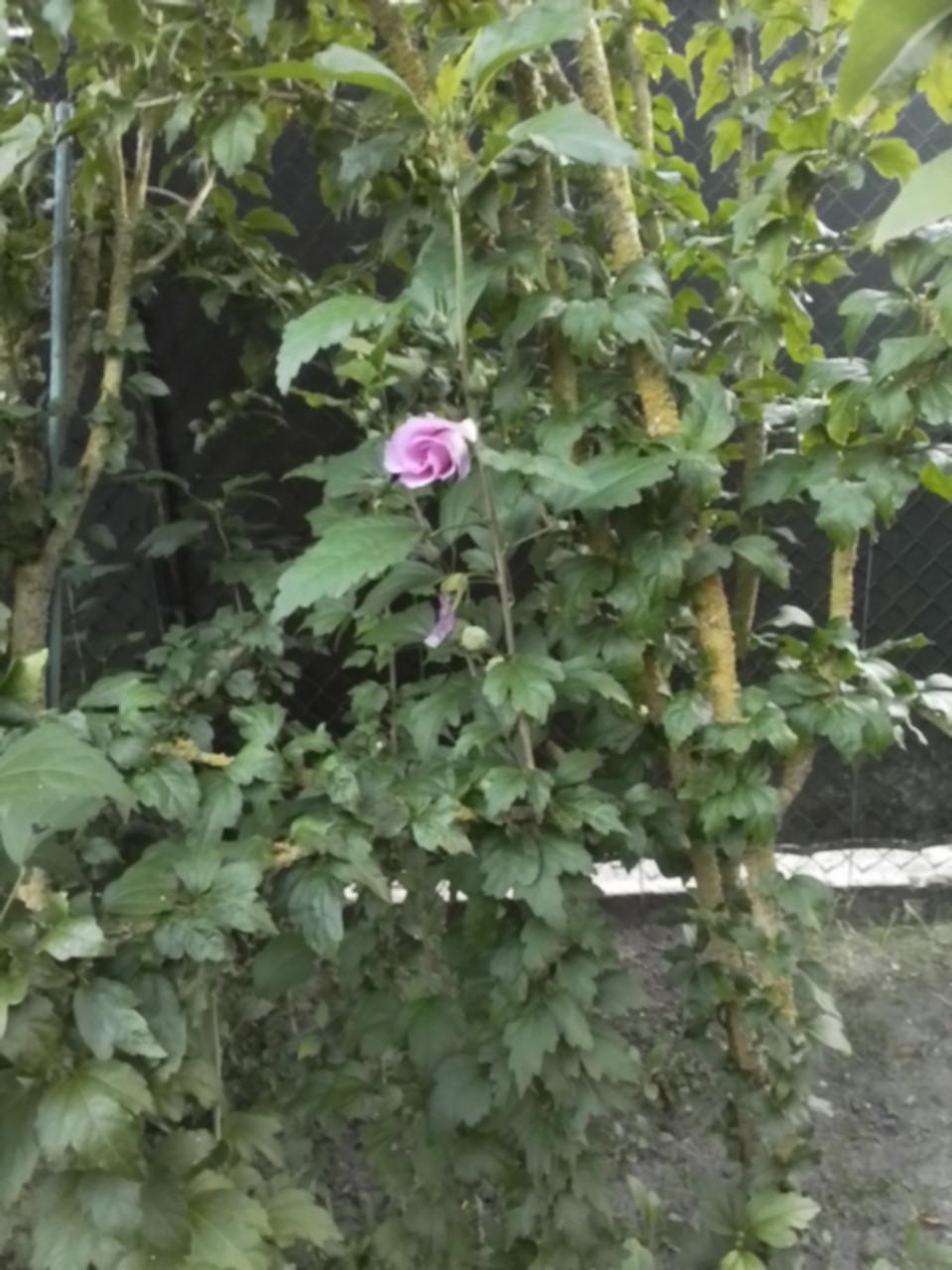 Jonge hibiscus struiken.