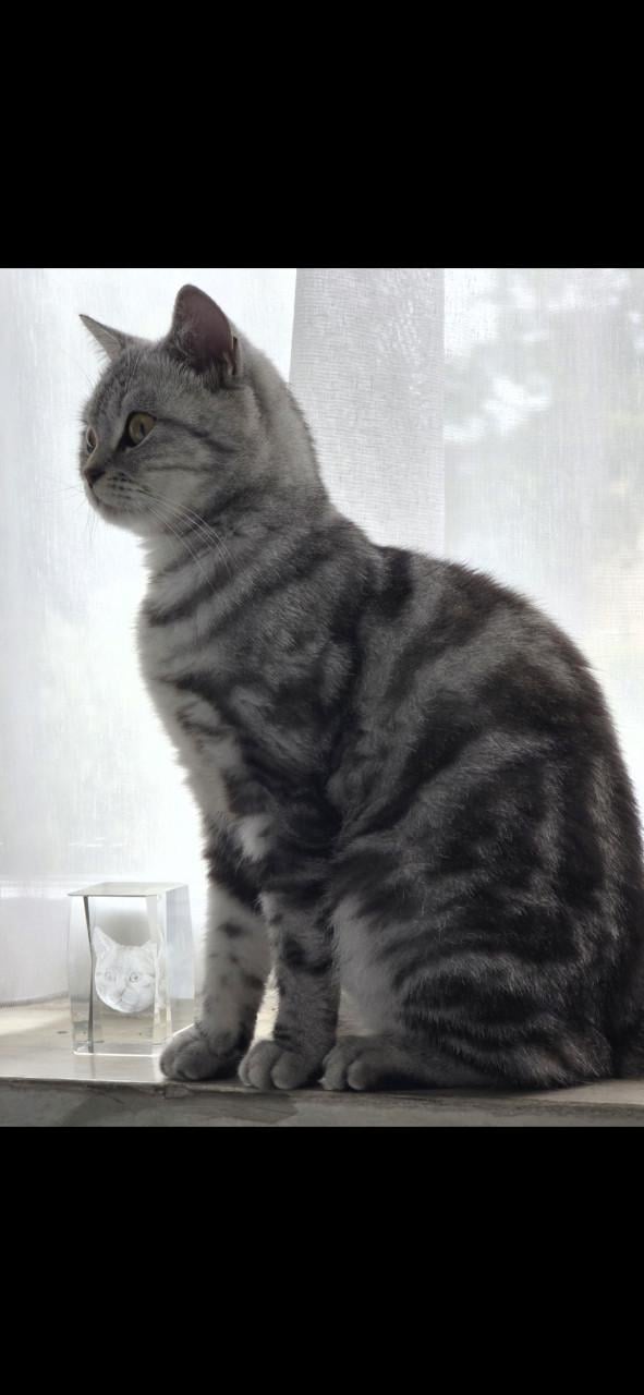 Brits korthaar kittens