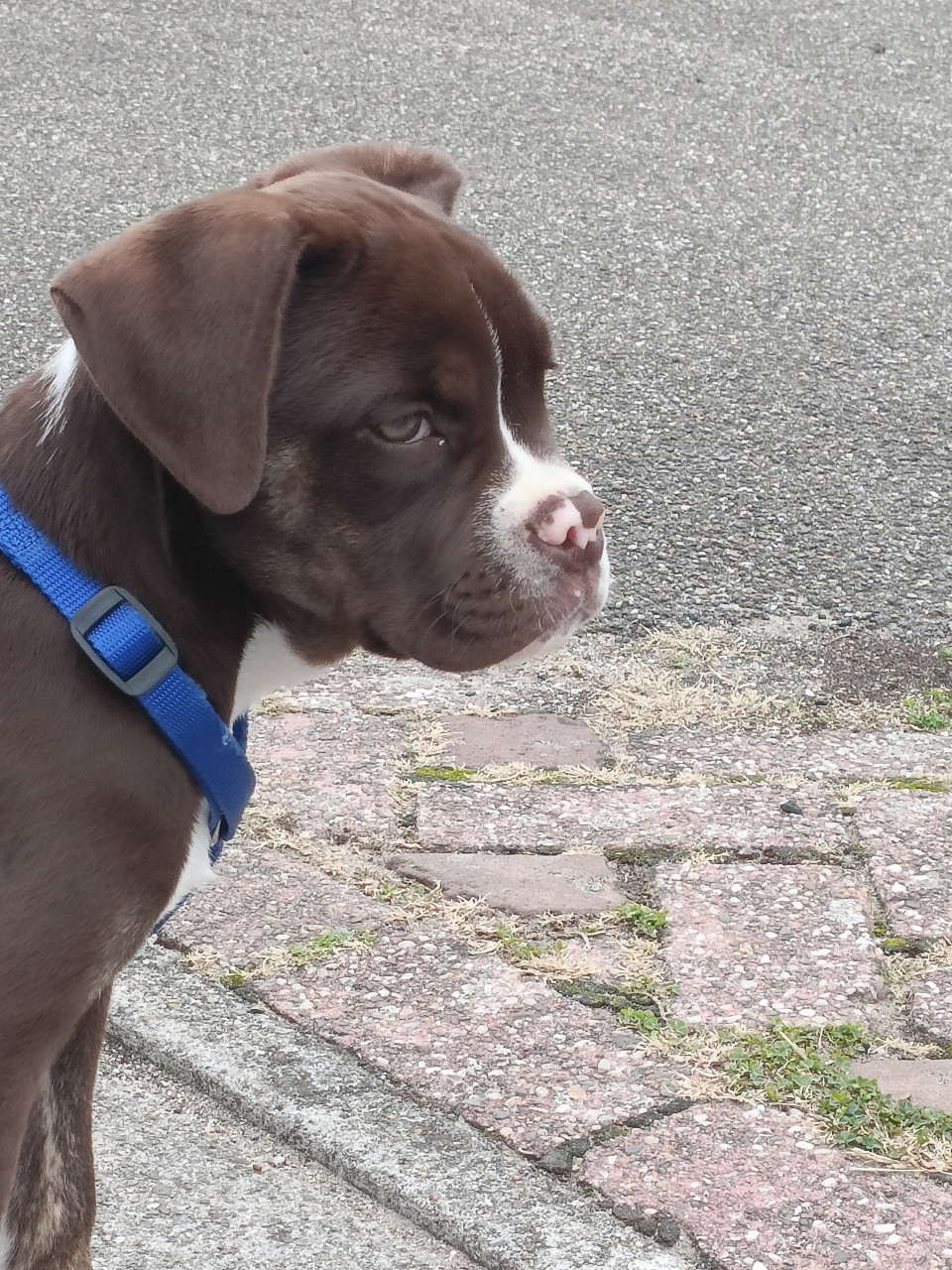 Old English Bulldog pup teefje