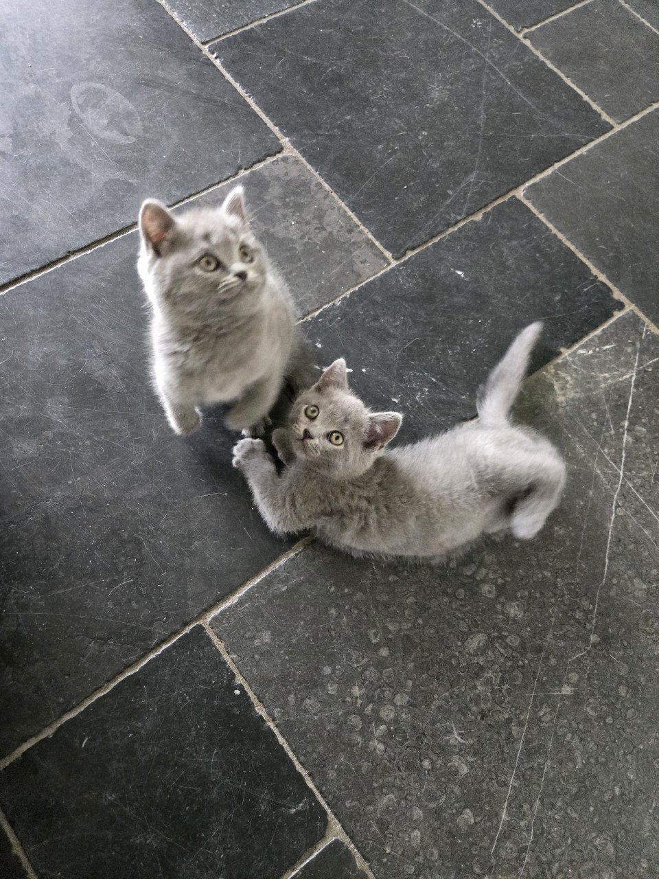 Britse korthaar kittens