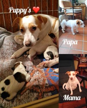 Jack Russel pups teefjes