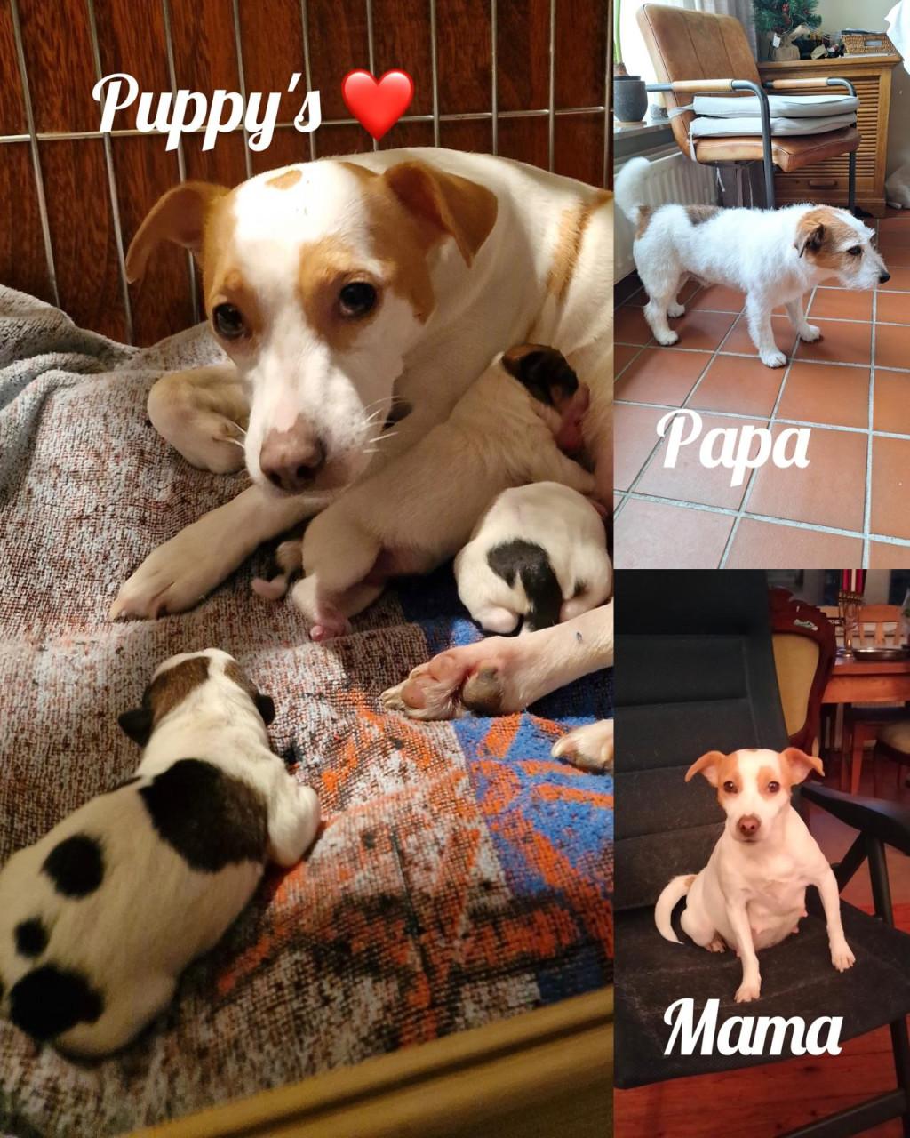 Jack Russel pups teefjes