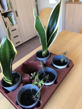 Te koop stekken van de braam.(nieuw).