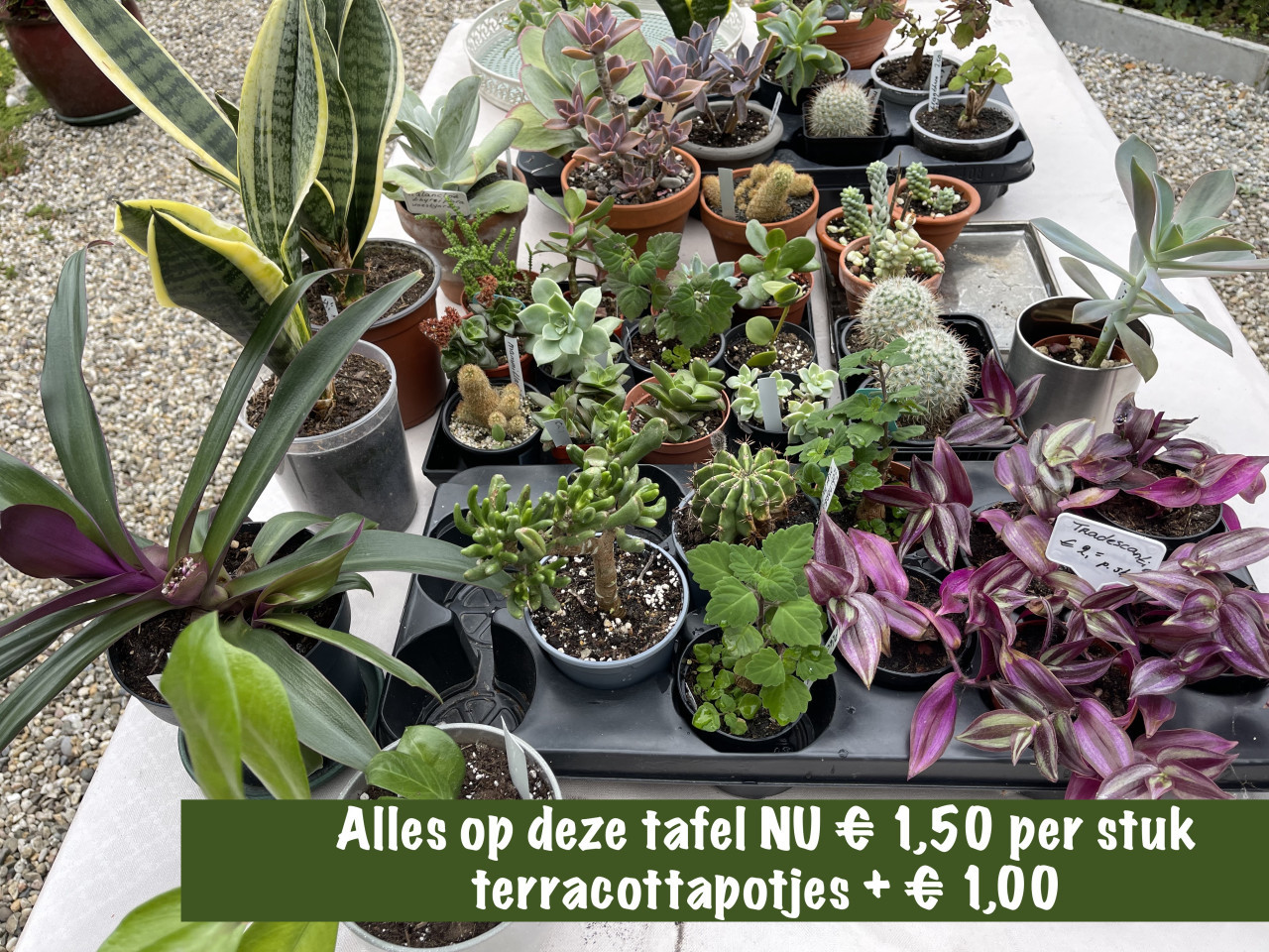 Kamerplanten en vetplanten te koop