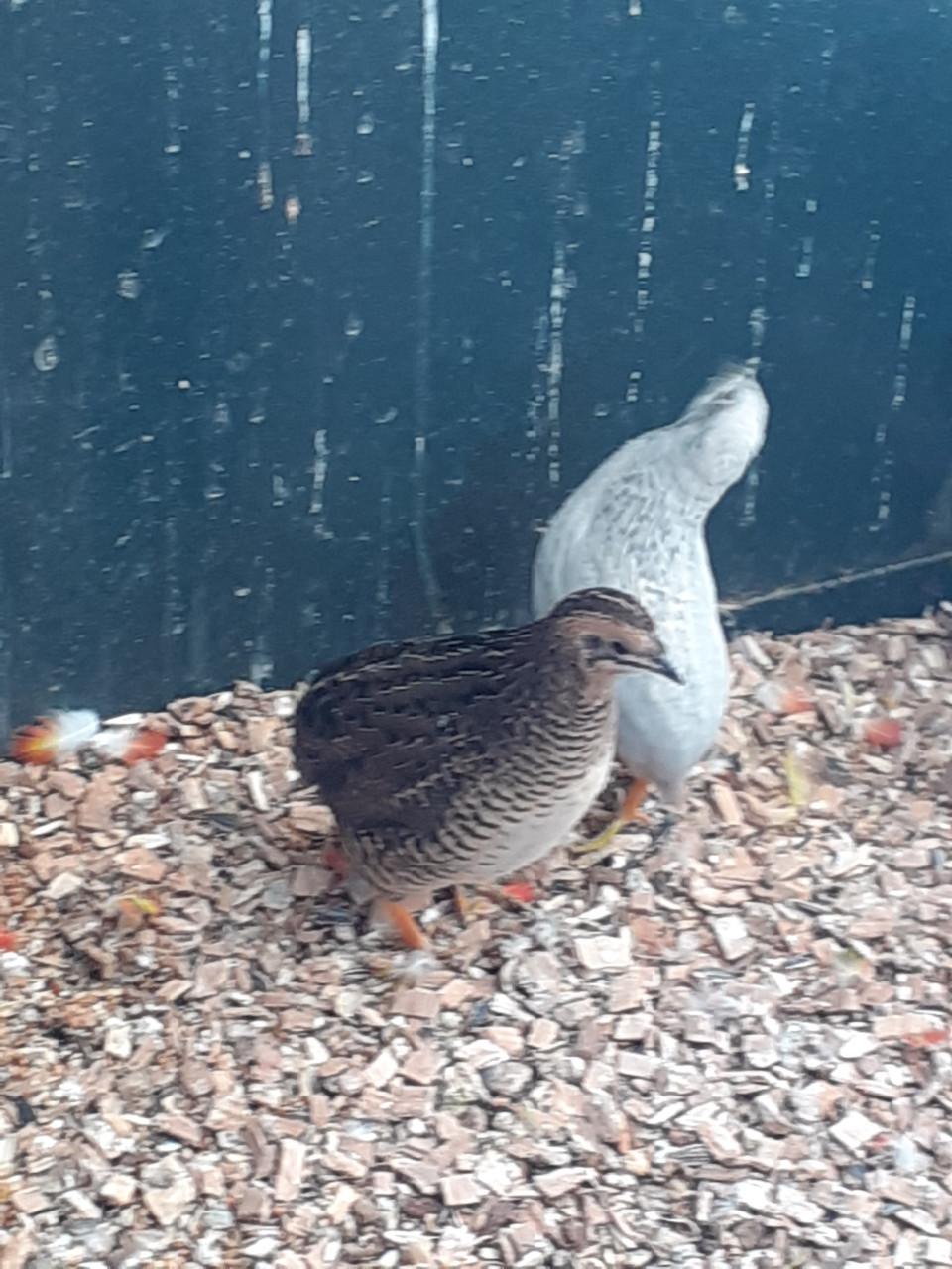 Koppel chinese dwergkwartels