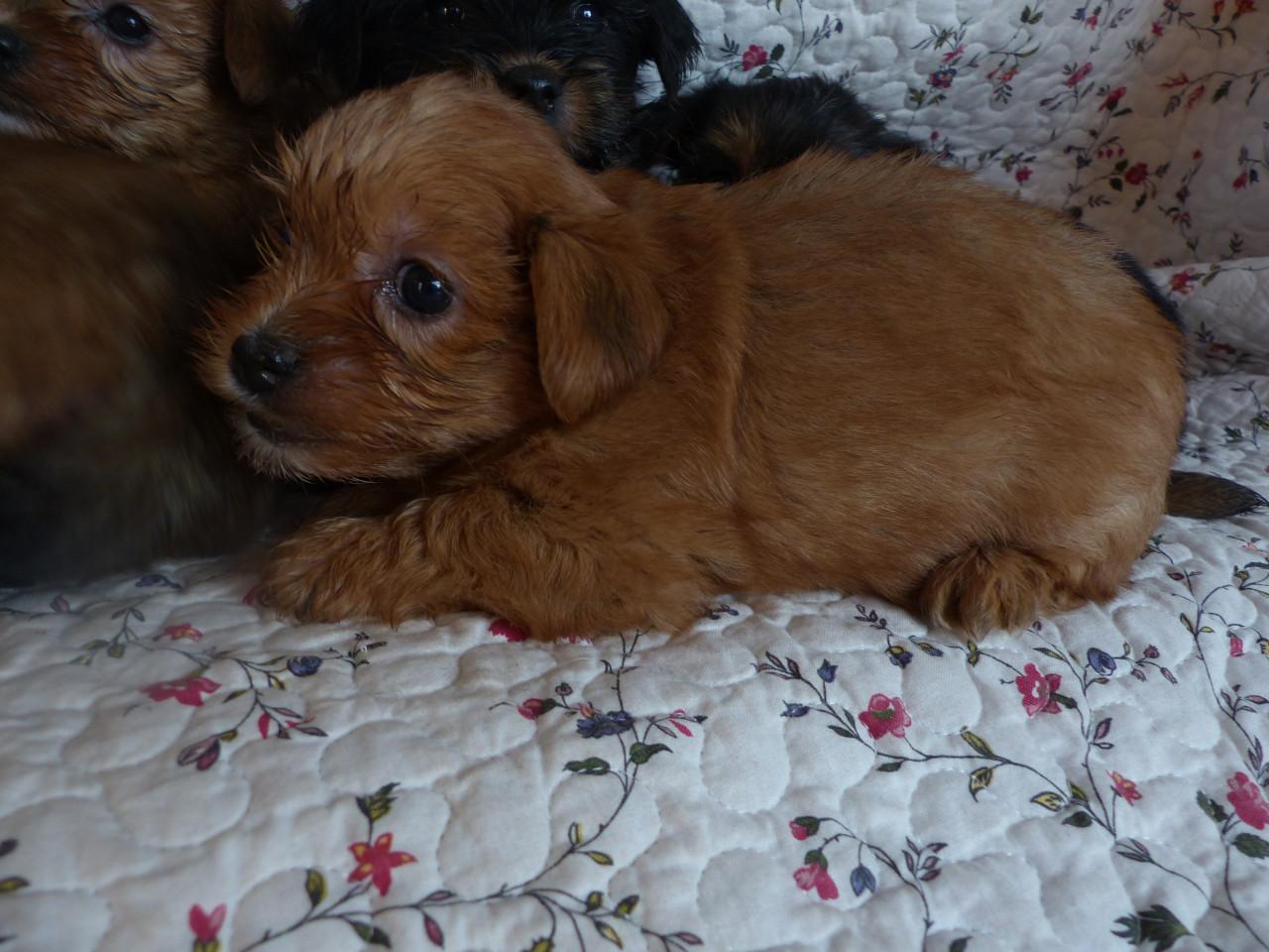 Gezonde mooie pups te koop niet doorgefokt