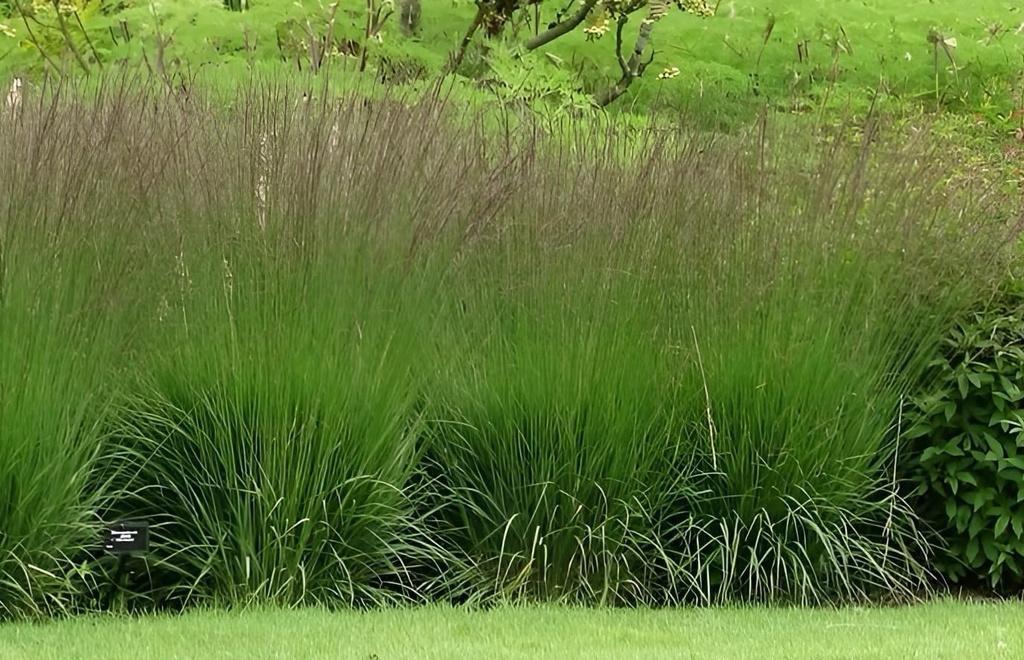 Gratis Molinea Edith Dudzes