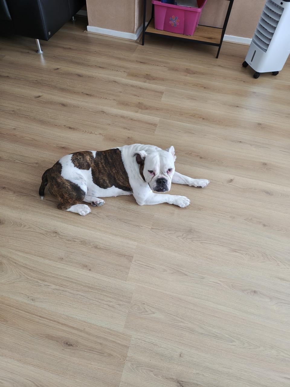Te koop lieve Bulldog.