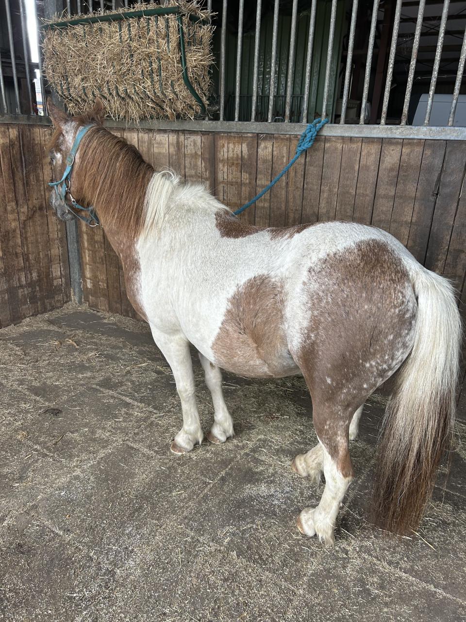 # Duo draver en pony #