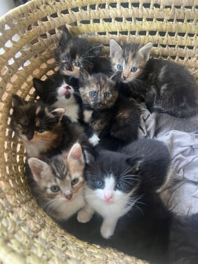 Super lieve leuke kittens