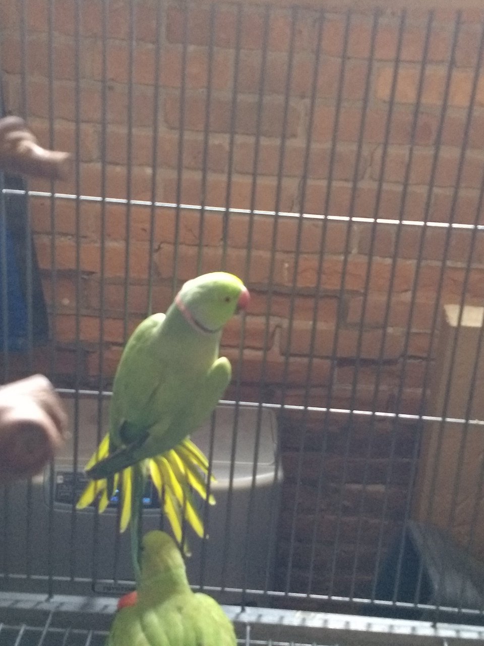 Te koop koppel halsbandparkieten, 2 jaar oud, groen.
