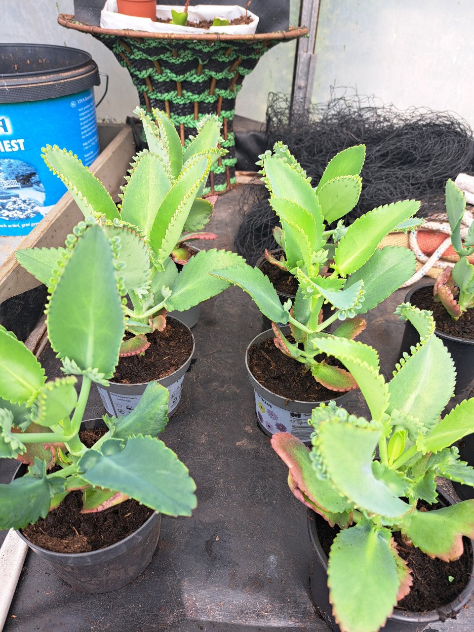 Vetplanten Mother of Thousand