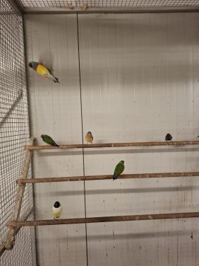 Gouldamadines