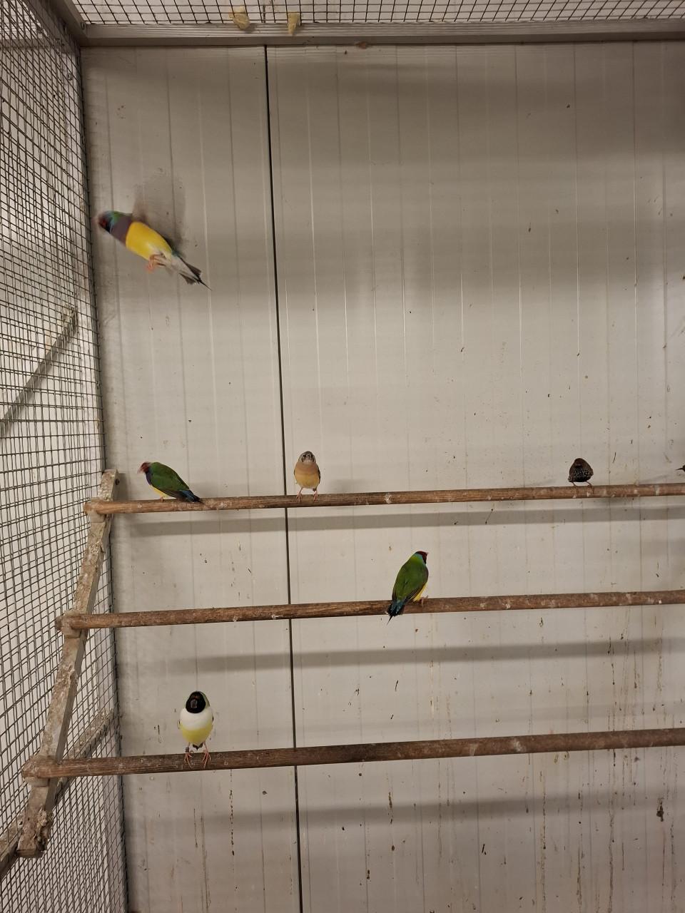 Gouldamadines