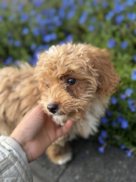 Maltipoo pup reutje