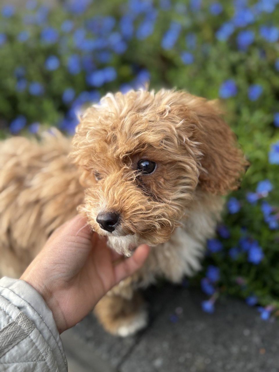 Maltipoo pup reutje