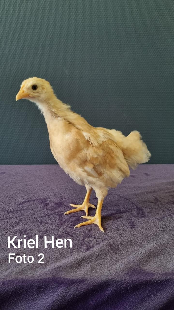 Kriel kuikens
