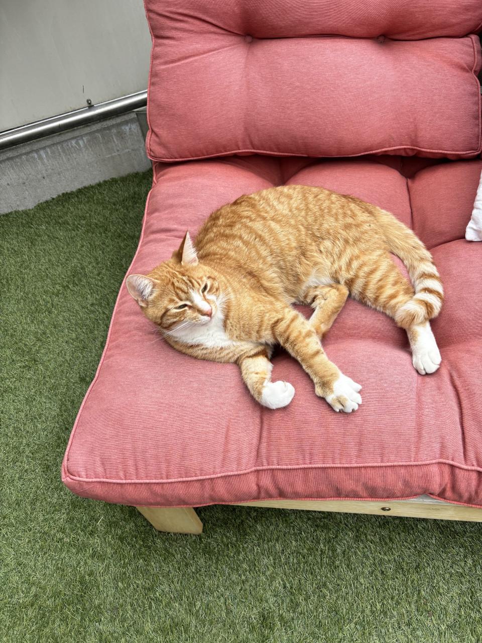 Kater vermist!!!!
