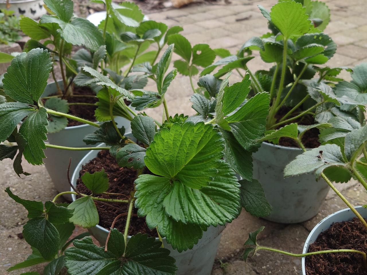 Aardbeienplantjes 4 per pot. Biologisch gegroeid!