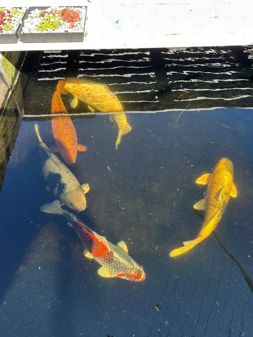 5 Koi karpers te koop ongv 50-70cm