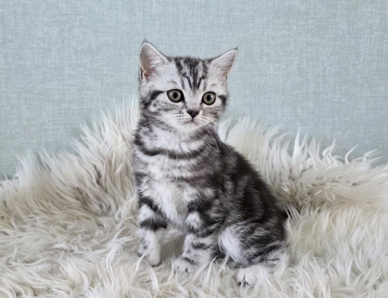 Britse korthaar black silver tabby blotched poesje