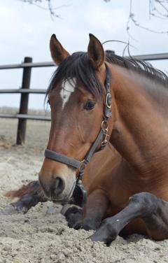 Mooie pre merrie te koop