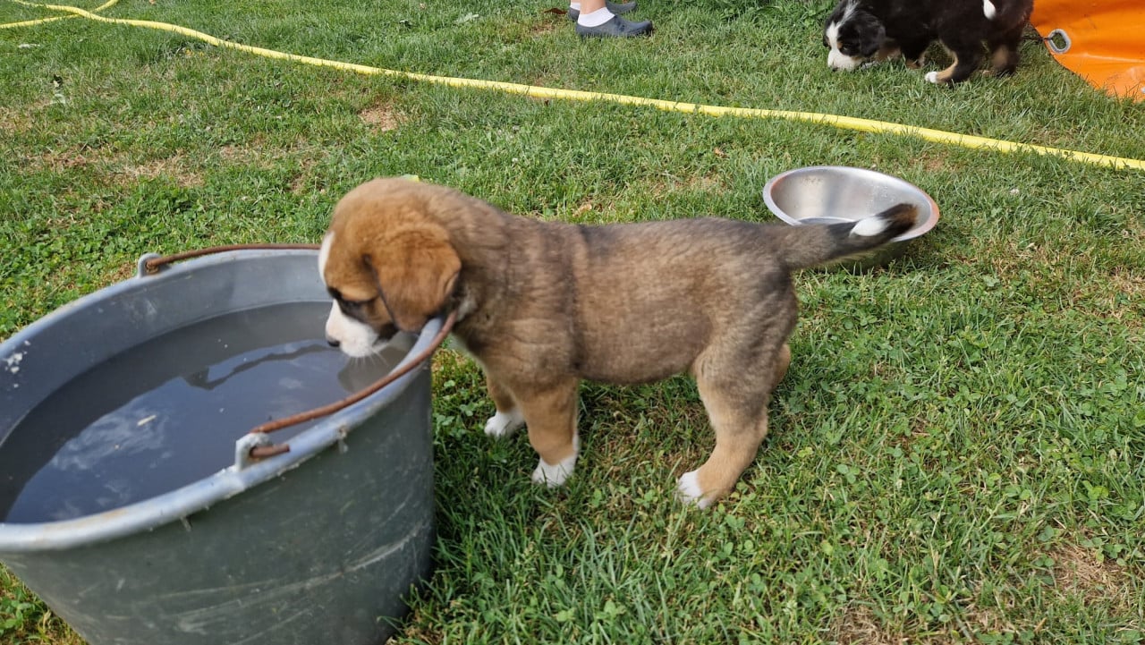 Zwitserse Sennen x Sint Bernard pups