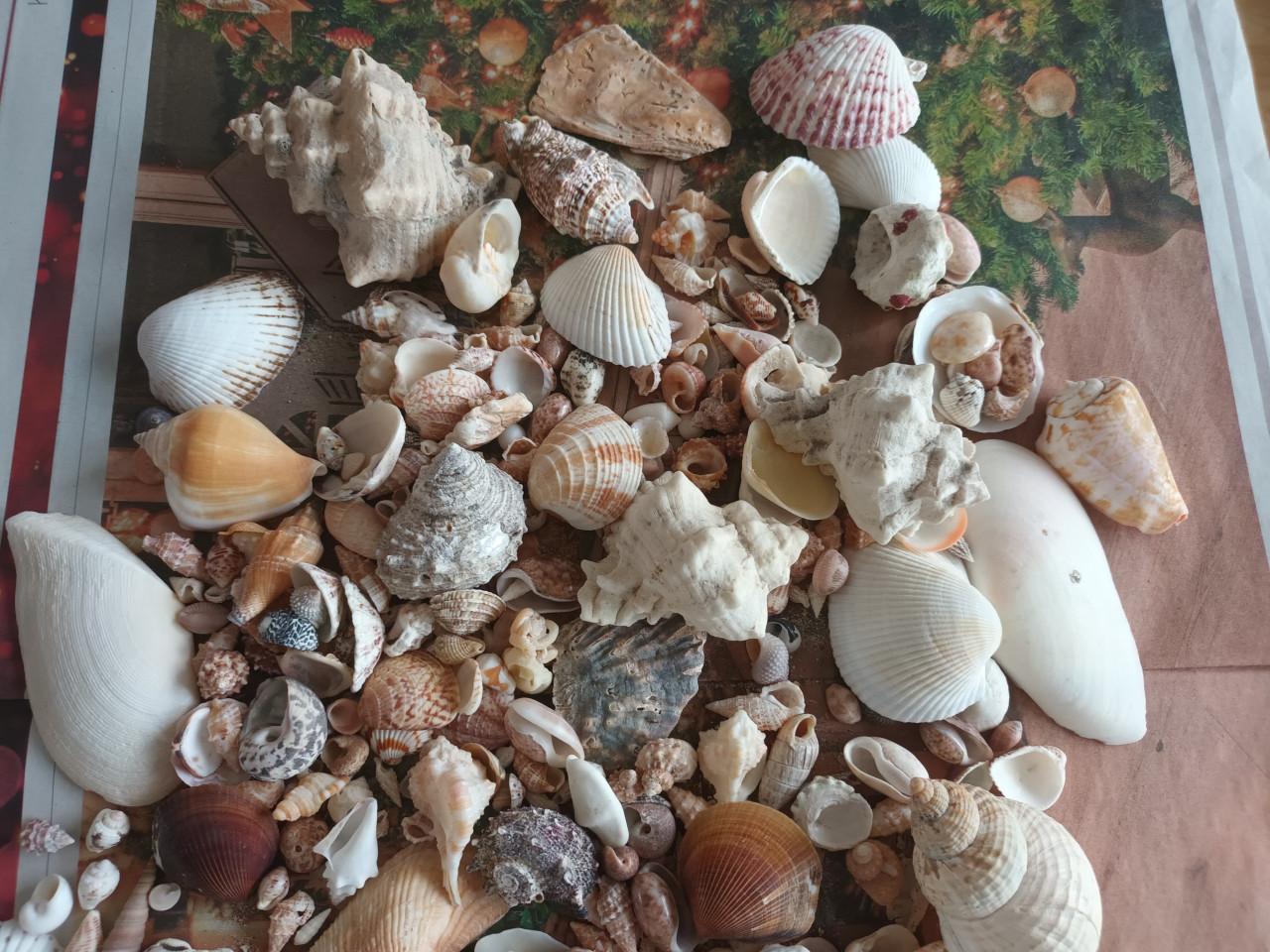 Verzameling exotische schelpen