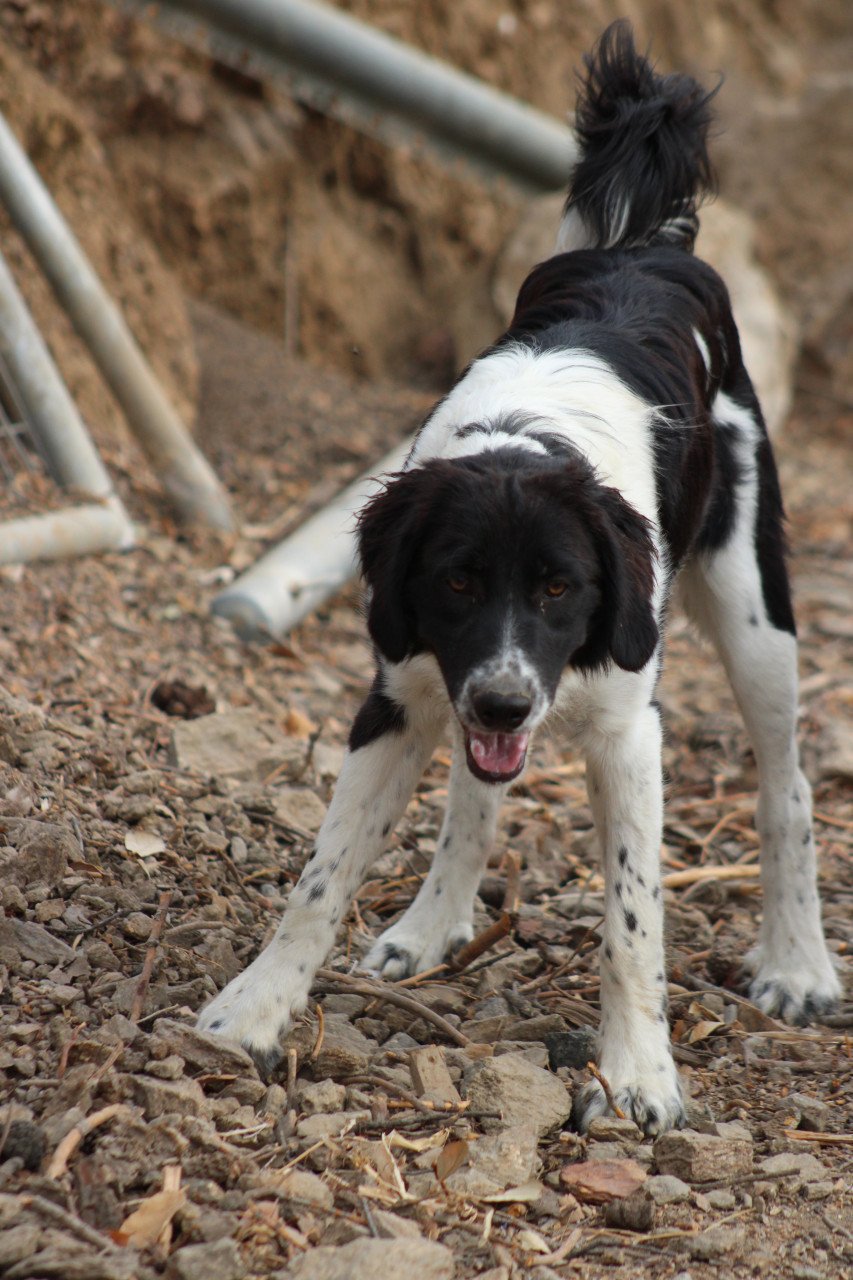 Alora Dog Rescue: Mike, wie geeft hem een mand?