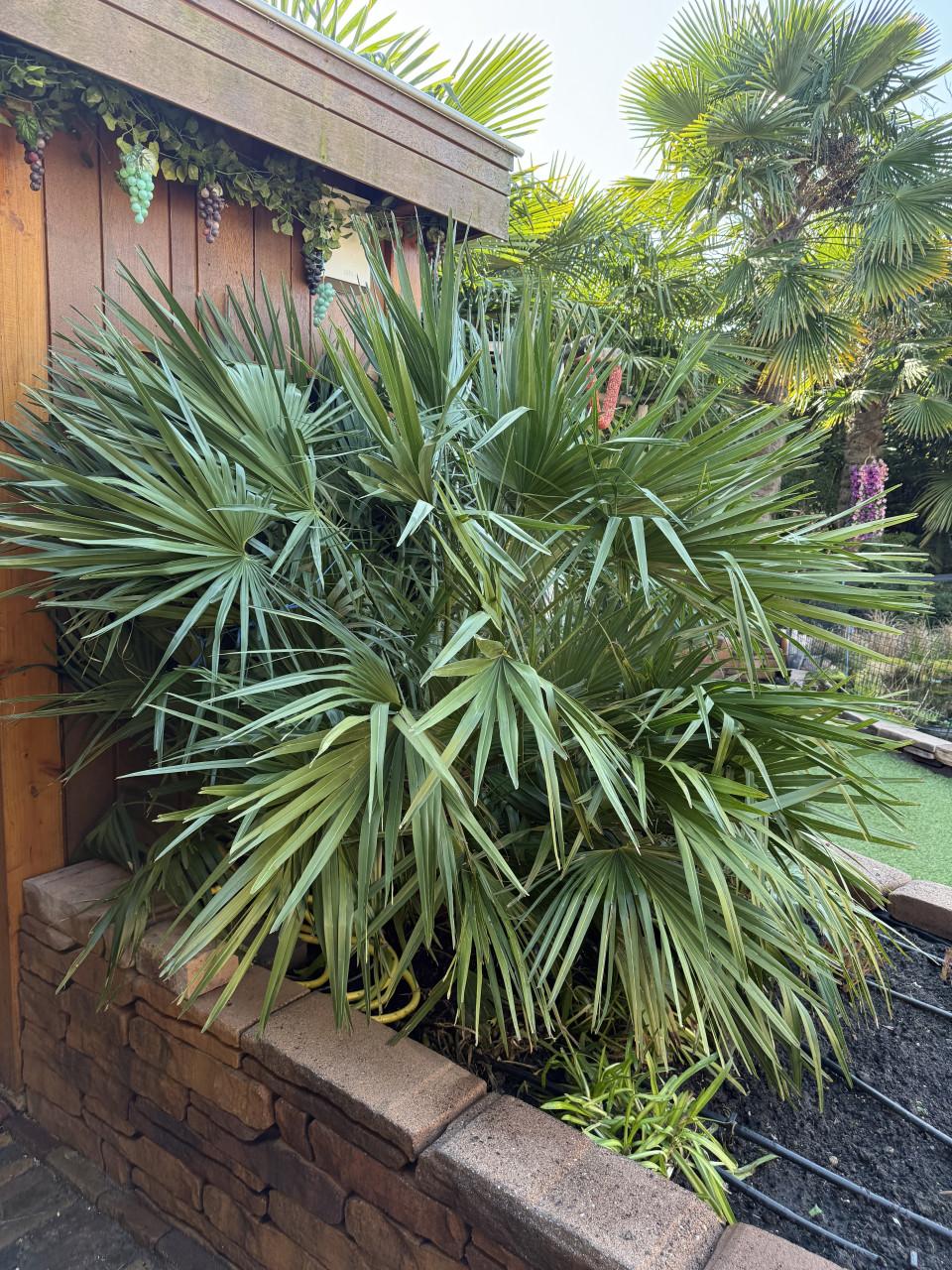 Palm boom winterhard